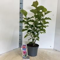 Dekoratyvinis krūmas, magnolija "Galaxy", vazonėlio skersmuo 23 cm.