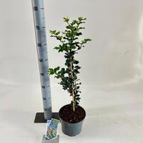 Dekoratyvinis krūmas, bugienis "Blue Prince", vazonėlio skersmuo 19 cm.