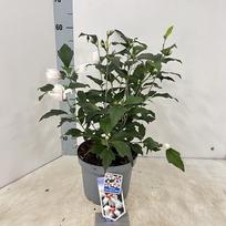Daugiametė gėlė, kinrožė "Little Legends White", vazonėlio skersmuo 23 cm.