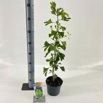 Dekoratyvinis medis, ginkmedis dviskiautis, vazonėlio skersmuo 17 cm.