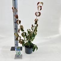 Dekoratyvinis krūmas, sedula japoninė, vazonėlio skersmuo 17 cm.