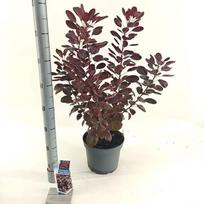 Dekoratyvinis krūmas, pūkenis europinis, vazonėlio skersmuo 23 cm.