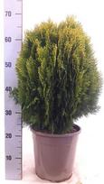 Spygliuotis, tujūnas rytinis "Aurea Nana", vazonėlio skersmuo 24 cm.