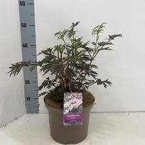 Dekoratyvinis krūmas, šeivamedis juoduogis "Black Lace", vazonėlio skersmuo 23 cm.
