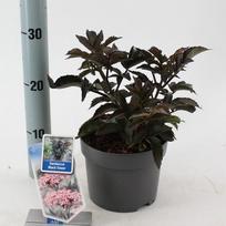 Dekoratyvinis krūmas, šeivamedis juoduogis "Black Tower", vazonėlio skersmuo 17 cm.