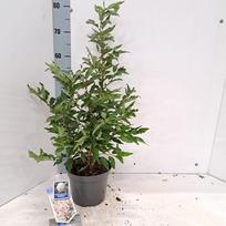 Dekoratyvinis medis, vyšnia japoninė "Brilliant", vazonėlio skersmuo 19 cm.