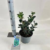 Dekoratyvinis krūmas, bugienis "Blue Angel", vazonėlio skersmuo 19 cm.