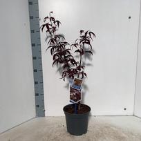 Dekoratyvinis medis, klevas "Red Emperor", vazonėlio skersmuo 19 cm.