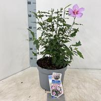 Daugiametė gėlė, kinrožė "Little Legends Pink", vazonėlio skersmuo 23 cm.