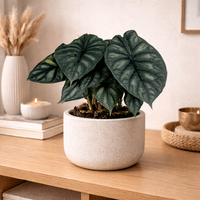 Alocasia Baginda Dragon scale
