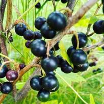 Vaiskrūmis, serbentas juodasis “Bona”, kamieninė forma (Ribes nigrum)