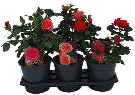 Lauko augalas krūminė rožė, Ø 19 , 45 cm, lot. Rosa bush mix