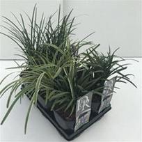 Lauko augalas laibūnė, Ø 17, 25 cm, lot. LIRIOPE MIX
