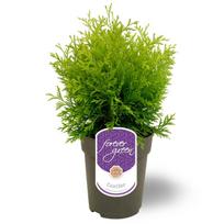Lauko augalas vakarinė tuja, Ø 15, 45 cm, lot. Thuja occidentalis Golden Globe