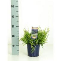 Lauko augalas tarpinis kadagys, Ø 15, 30 cm, lot. Juniperus x pfitzeriana Old Gold