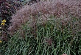 Lauko augalas miskantas, Ø 19, 50 cm, lot. Miscanthus sinensis Flamingo