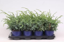 Lauko augalas kininis kadagys, Ø 15, 45 cm, lot. Juniperus chinensis Blue Alps