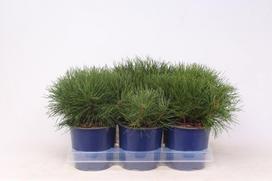 Lauko augalas kalninė pušis, Ø 15, 25 cm, lot. Pinus mugo mughus