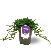 Lauko augalas horiz. kadagys, Ø 15, 35 cm, lot. Juniperus horiz. Wiltonii