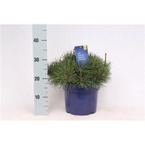 Lauko augalas kalninė pušis, Ø 23, 30 cm, lot. Pinus mugo mughus