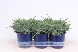 Lauko augalas žvynuotasis kadagys, Ø 15, 30 cm, lot. Juniperus squam. Blue Carpet