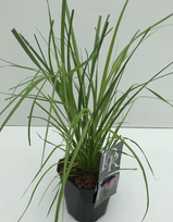 Lauko augalas kortaderija, Ø 17, 50 cm, lot. Cortaderia selloana Rosea
