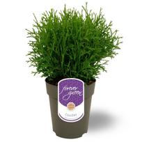 Lauko augalas vakarinė tuja, Ø 15, 45 cm, lot. Thuja occidentalis Tiny Tim