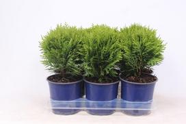 Lauko augalas vakarinė tuja, Ø 15, 35 cm, lot. Thuja occidentalis Danica