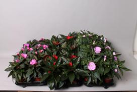 Lauko augalas Sprigė, Ø 12, 20 cm, lot. Impatiens