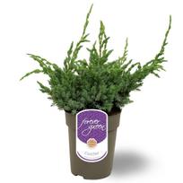Lauko augalas žvynuotasis kadagys, Ø 15, 45 cm, lot. Juniperus squam. Meyeri