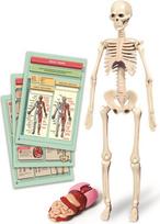 Clementoni Edukacinis žaislas Clementoni The Human Body Mini-Set 50824