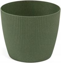 Vazonas Magnolija Jumper, žalias, 14 cm, 14 cm