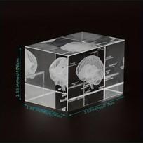 3D Crystal Human Brain Anatomy Model Laser Engraved Neurology Teaching Tool Scientific Gift for Doctors Anatomical Details Decor
