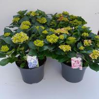 Dekoratyvinis krūmas, hortenzija plačialapė, įvairi, vazonėlio skersmuo 23 cm.