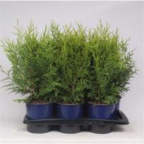 Lauko augalas tuja, auginta vazone, Ø 19, 60 - 80 cm, lot. Thuja Brabant