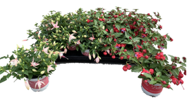 Lauko augalas fuksija, Ø 10, 22 cm, lot. Fuchsia