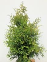 Lauko augalas tuja, Ø 23, 100-120 cm, lot. Thuja Brabant