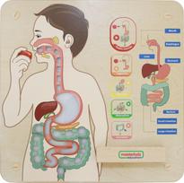 Lavinamoji lenta, žmogaus kūnas Masterkidz Digestive System, EN, mėlyna sp./ruda sp./žalia sp.