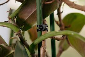 Tvirtinimo dirželis augalams Bradas ANCHOR RUBBER TIE EPDM, 80/4mm