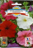 Stambiažiedės mišrios petunijos Garden Elite