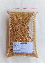 Baltųjų garstyčių sėklos Latvijas šķirnes sēklas 1 kg