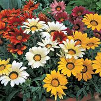 Lauko augalas gazanija, Ø 10,5, 25 cm, lot. Gazania
