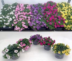 Lauko augalas smulkiažiedė surfinija, Ø 13, 25 cm, lot. Calibrachoa mix