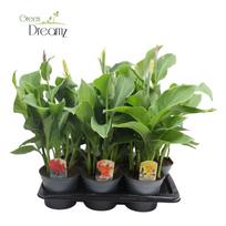 Lauko augalas kana, Ø 17, 70 cm, lot. CANNA