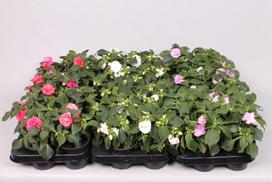 Lauko augalas Sprigė, Ø 10,5, 15 cm, lot. Impatiens