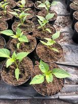 Daržovių sodinukai, paprika "Corno Di Torro Rosso", pailga, vazonėlio skersmuo 10 cm.