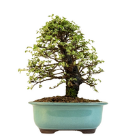 Japoniška Guoba (Cork bark Ulmus Parvifolija)  P18