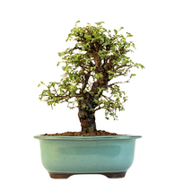 Japoniška Guoba (Cork bark Ulmus Parvifolija)  P18