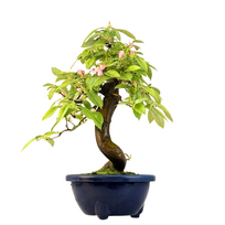 Pseudocydonia bonsai (Kininis svarainis) iš Japonijos P22