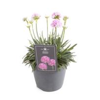 Lauko augalas gvaizdūnė, daugiametis, Ø 15, 25 cm, lot. Armeria mix